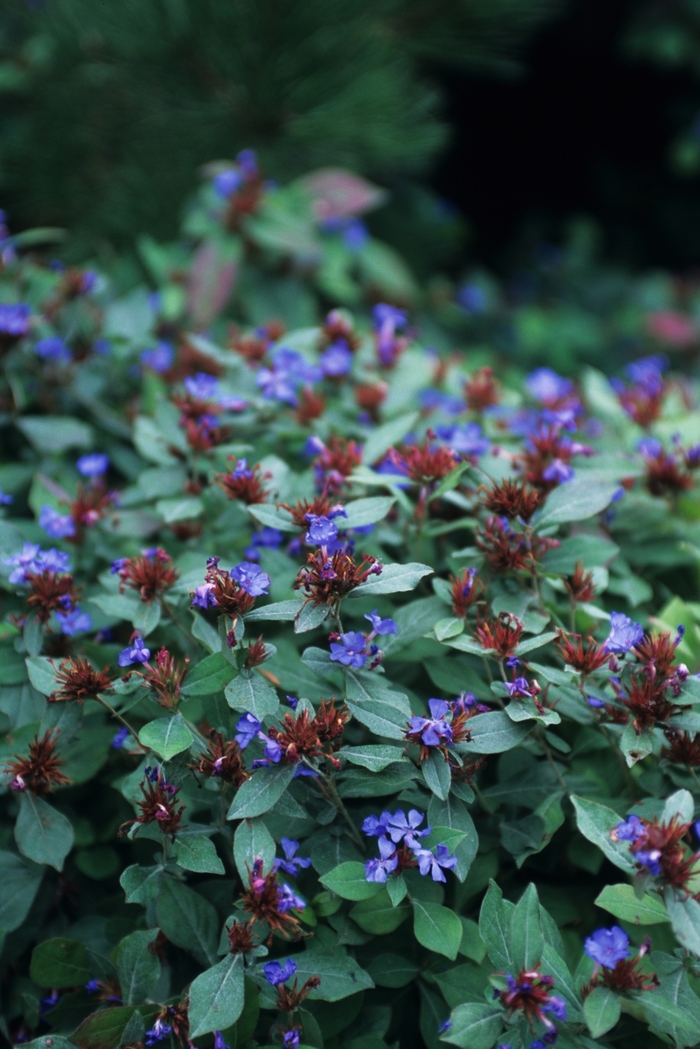 Leadwort - Ceratostigma plumbaginoides from Betty's Azalea Ranch