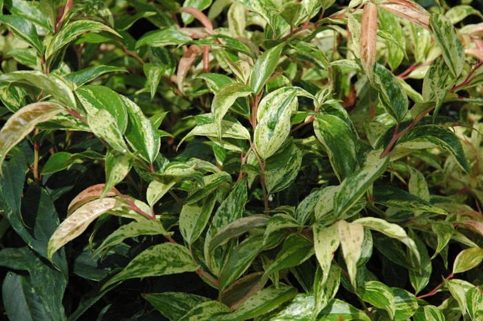 Girard''s Rainbow Leucothoe - Leucothoe fontanesiana ''Girard''s Rainbow'' (Leucothoe) from Betty's Azalea Ranch