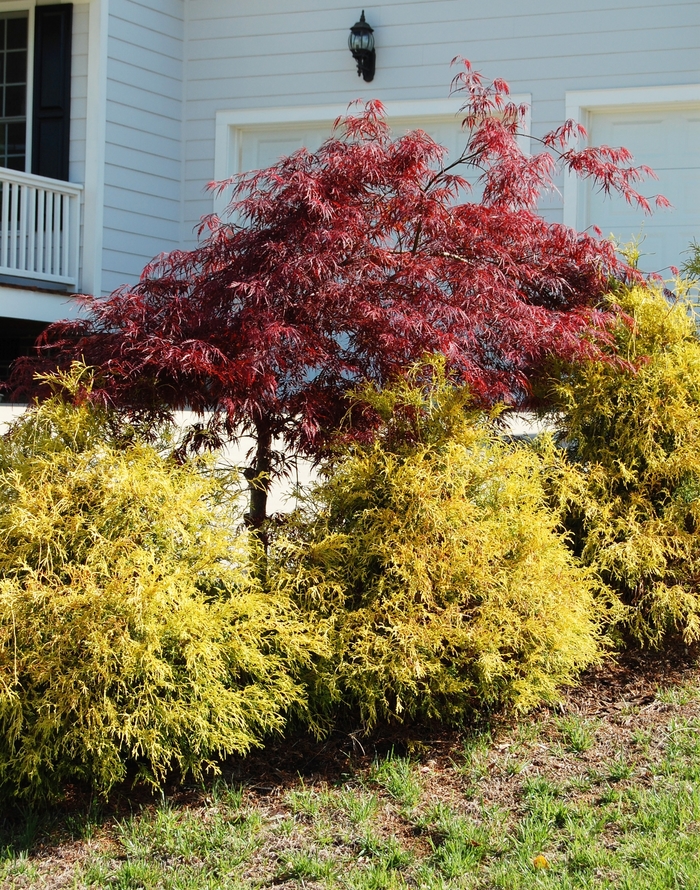 Golden Mop Cypress - Chamaecyparis pisifera 'Golden Mop' from Betty's Azalea Ranch