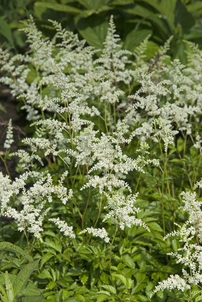 False Spirea - Astilbe arendsii 'Bridal Veil' from Betty's Azalea Ranch