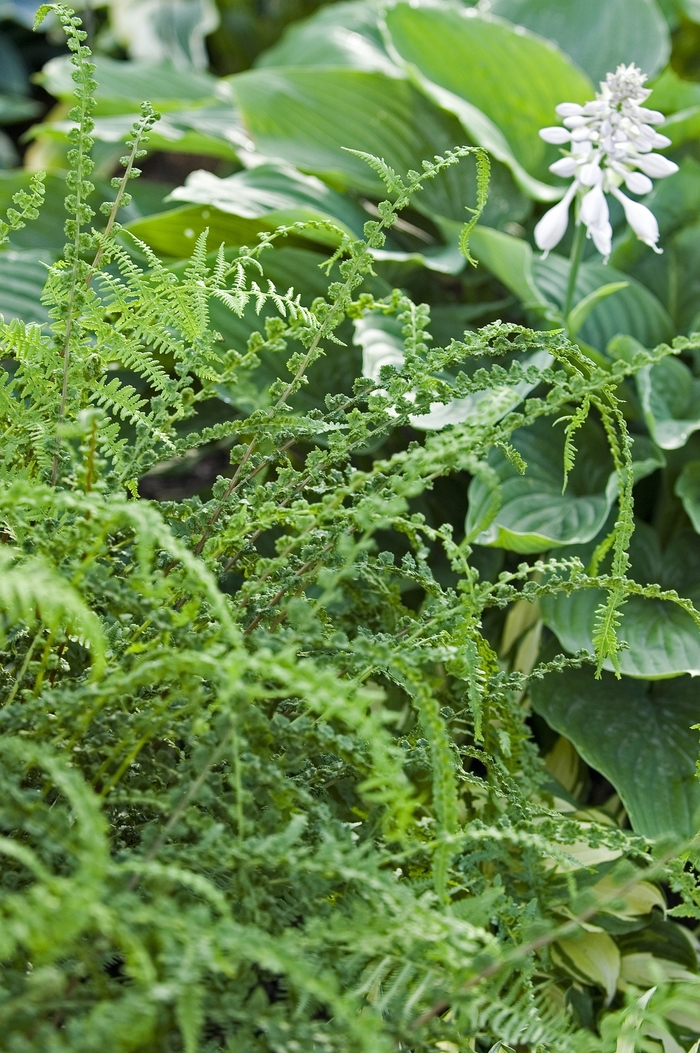 Fern-Tatting - Athyrium filix-femina 'Frizelliae' from Betty's Azalea Ranch