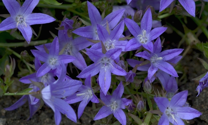 'Blue Waterfall™' Serbian Bellflower - Campanula poscharskyana from Betty's Azalea Ranch 'Blue Waterfall™' Serbian Bellflower - Campanula poscharskyana from Betty's Azalea Ranch