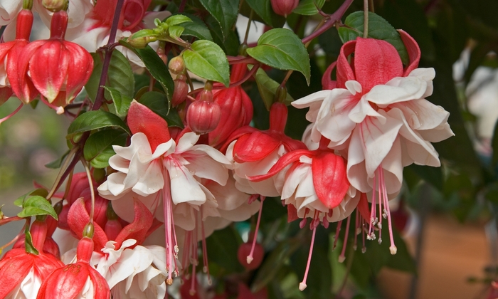 Swingtime Fuchsia - Fuchsia 'Swingtime' from Betty's Azalea Ranch