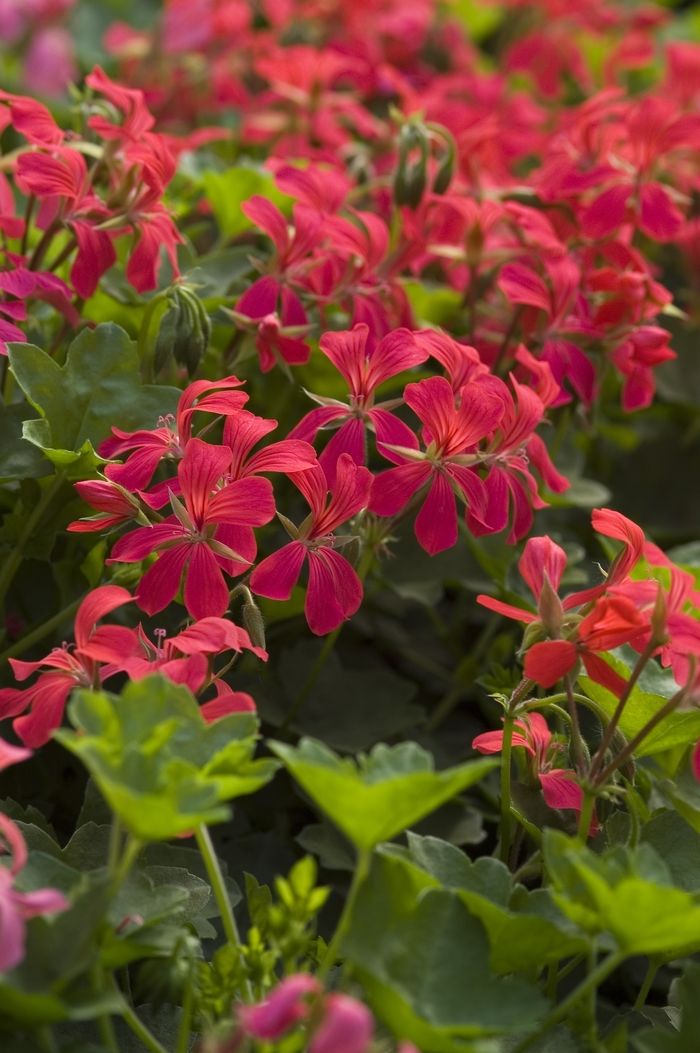 Mini Cascade Red Ivy Geranium - Pelargonium peltatum ''Mini Cascade Red'' (Ivy Geranium) from Betty's Azalea Ranch