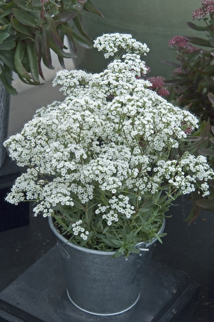 Gypsophila Paniculata