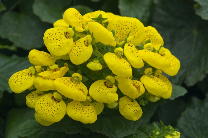 Cinderella Yellow Pocketbook Plant - Calceolaria ''Cinderella Yellow'' (Pocketbook Plant) from Betty's Azalea Ranch