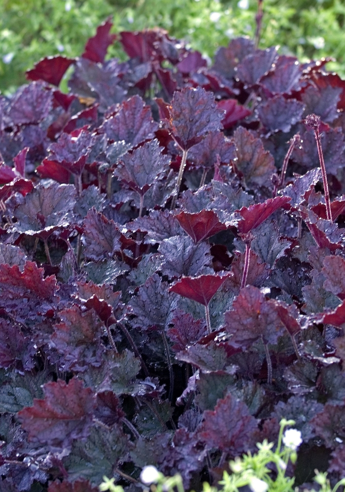 Heuchera - Heuchera hybrid 'Frosted Violet' from Betty's Azalea Ranch Heuchera - Heuchera hybrid 'Frosted Violet' from Betty's Azalea Ranch