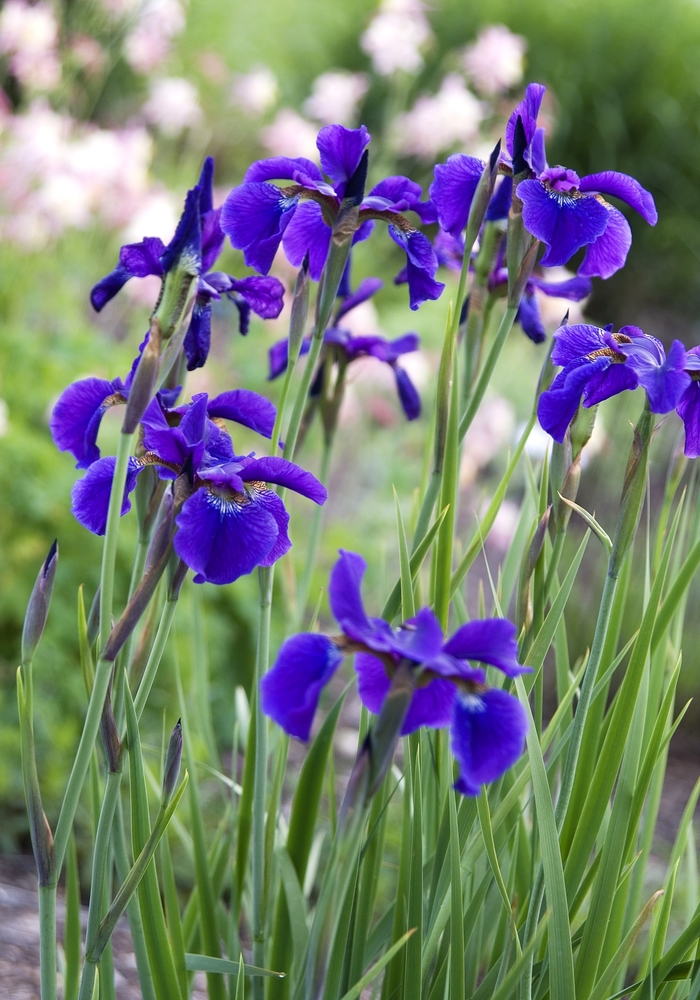 Caesar''s Brother Siberian Iris - Iris sibirica ''Caesar''s Brother'' (Siberian Iris) from Betty's Azalea Ranch