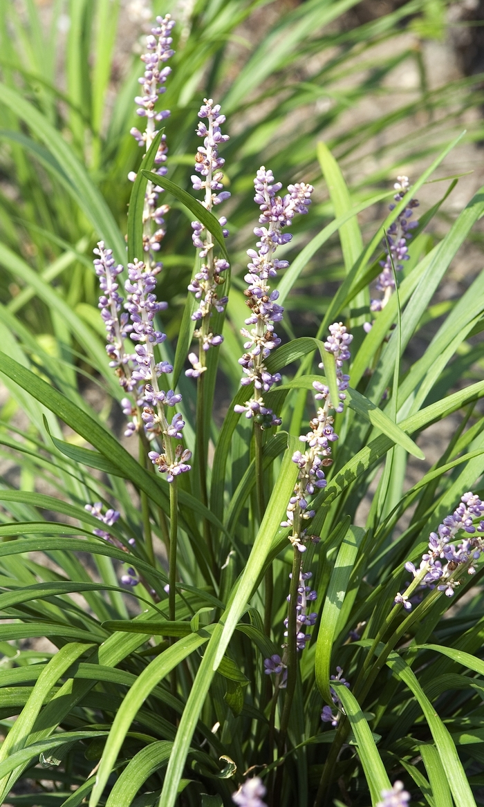 Big Blue Liriope - Liriope muscari ''Big Blue'' (Liriope) from Betty's Azalea Ranch