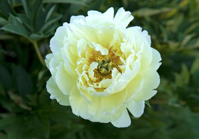 Bartzella Itoh Peony - Paeonia ''Bartzella'' (Itoh Peony) from Betty's Azalea Ranch