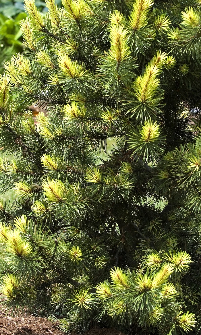 Taylor''s Sunburst Lodgepole Pine - Pinus contorta ''Taylor''s Sunburst'' (Lodgepole Pine) from Betty's Azalea Ranch