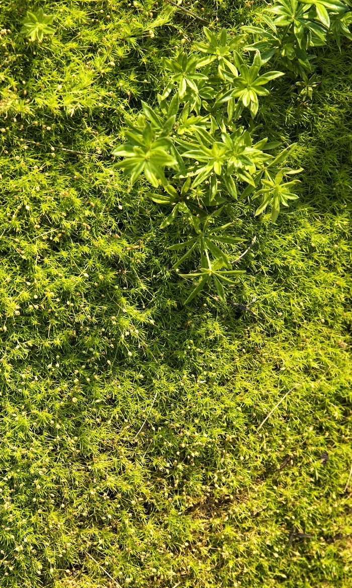 Aurea Irish Moss - Sagina subulata ''Aurea'' (Irish Moss) from Betty's Azalea Ranch