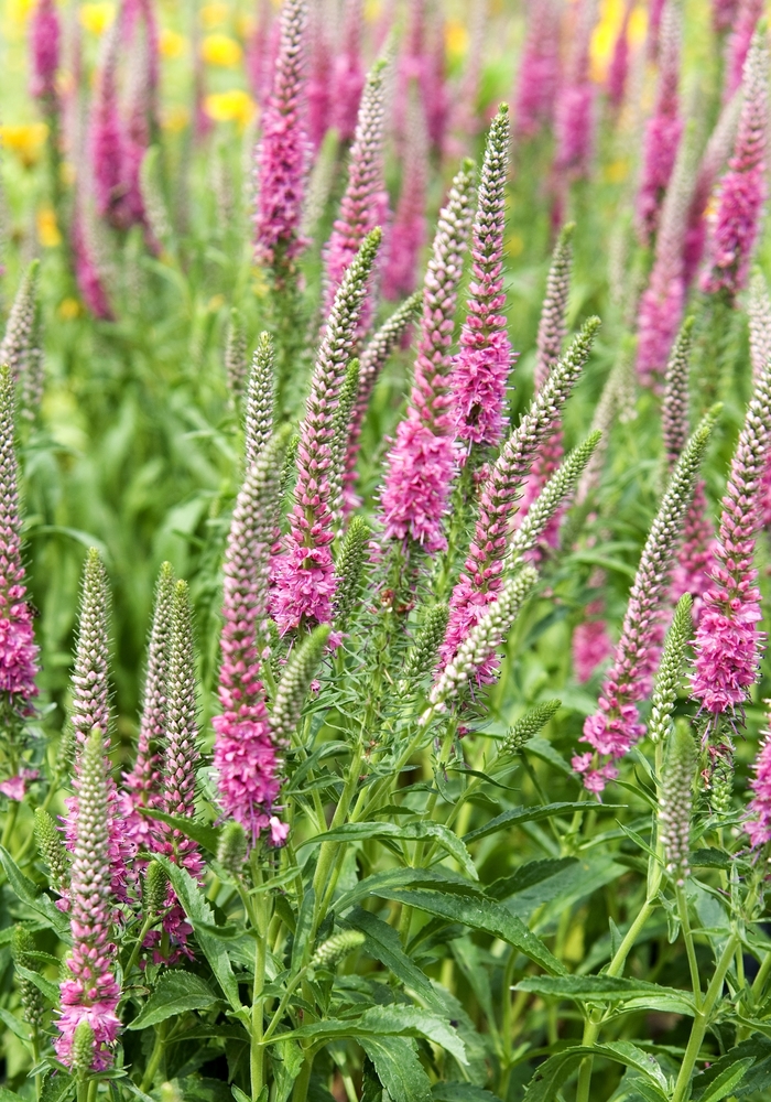 Red Fox Speedwell - Veronica spicata ''Red Fox'' (Speedwell) from Betty's Azalea Ranch