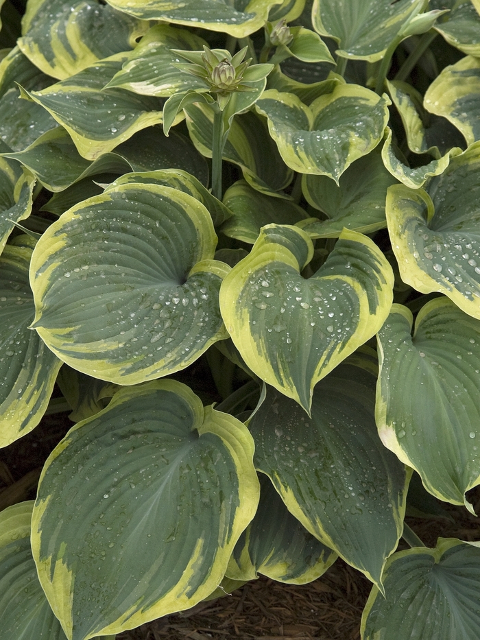 Hosta - Hosta 'Earth Angel' from Betty's Azalea Ranch