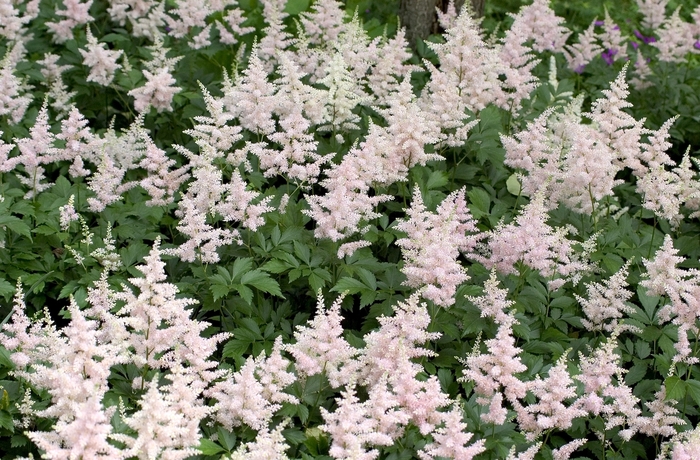 False Spirea - Astilbe japonica 'Peach Blossom' from Betty's Azalea Ranch