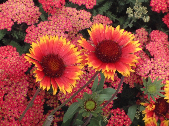 Dazzler Blanket Flower - Gaillardia aristata ''Dazzler'' (Blanket Flower) from Betty's Azalea Ranch