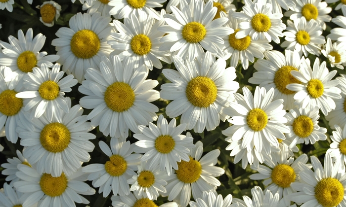 Snowcap Shasta Daisy - Leucanthemum x superbum ''Snowcap'' (Shasta Daisy) from Betty's Azalea Ranch