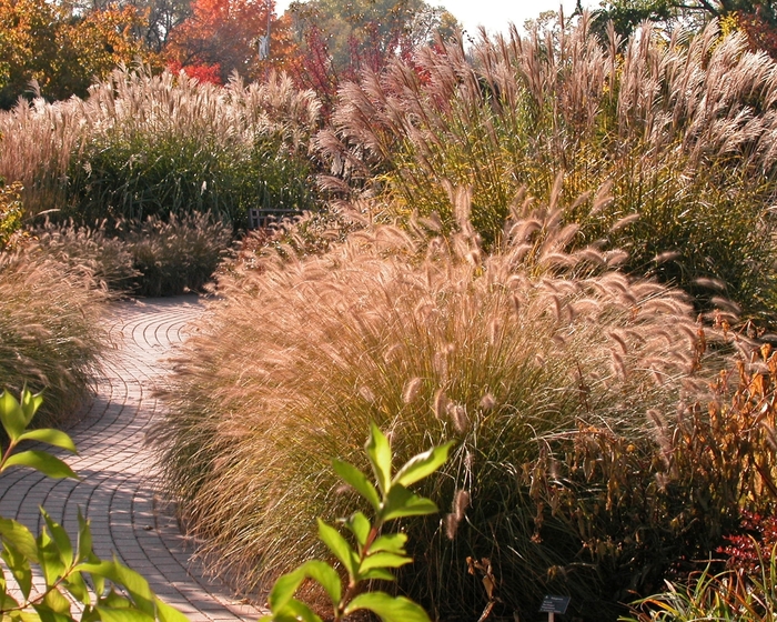 Fountain Grass - Pennisetum alopecuroides (Fountain Grass) from Betty's Azalea Ranch