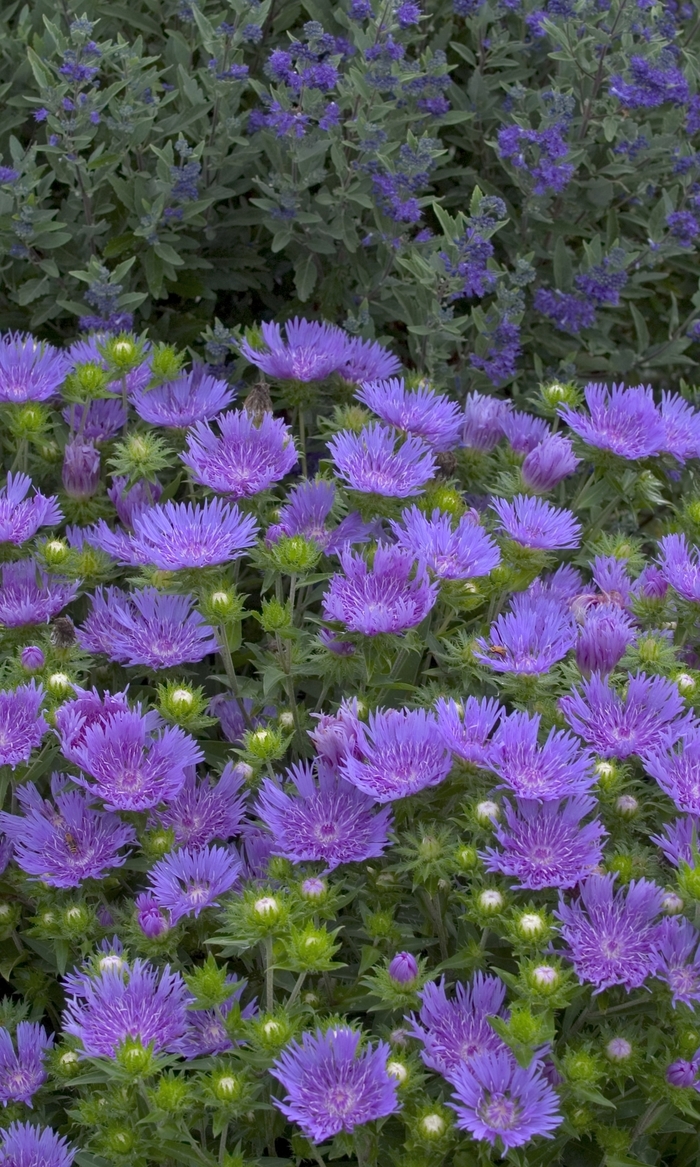 Peachie''s Pick Stokes'' Aster - Stokesia ''Peachie''s Pick'' (Stokes'' Aster) from Betty's Azalea Ranch Peachie''s Pick Stokes'' Aster - Stokesia ''Peachie''s Pick'' (Stokes'' Aster) from Betty's Azalea Ranch