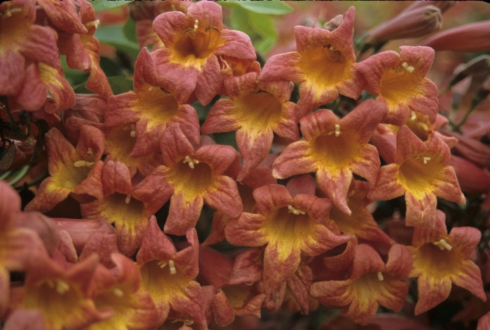 Tangerine Beauty Cross Vine - Bignonia capreolata 'Tangerine Beauty' from Betty's Azalea Ranch