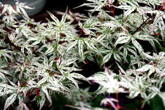 Ukigumo Japanese Maple - Acer palmatum ''Ukigumo'' (Japanese Maple) from Betty's Azalea Ranch