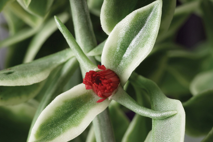 Mezoo™ Trailing Red - Dorotheanthus bellidiformis 'Mezoo Trailing Red' from Betty's Azalea Ranch