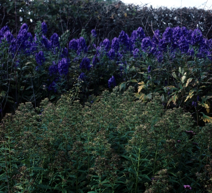 Monk's Hood - Aconitum carmichaelii from Betty's Azalea Ranch