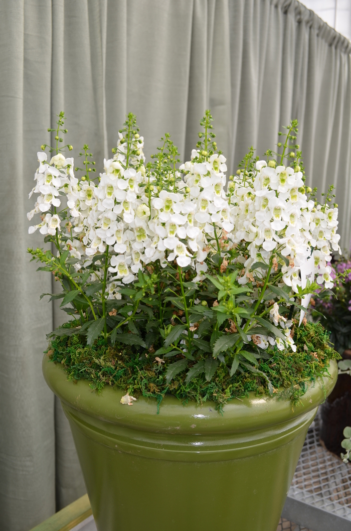 Archangel™ White Angelonia - Angelonia angustifolia from Betty's Azalea Ranch