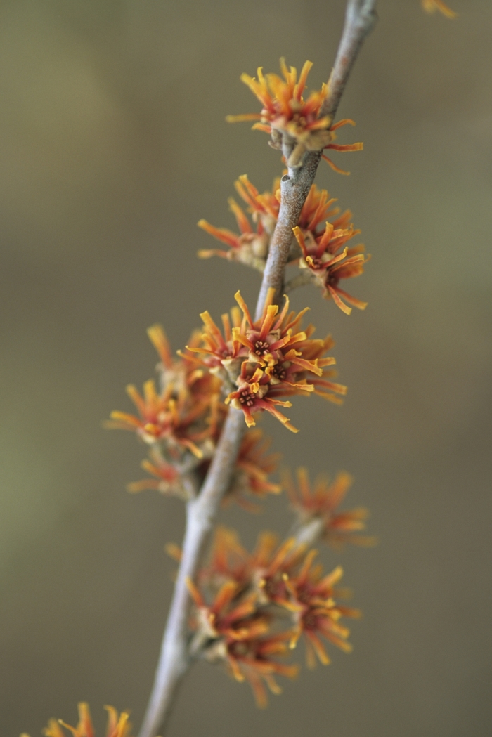 Vernal Witch Hazel - Hamamelis vernalis (Vernal Witch Hazel) from Betty's Azalea Ranch