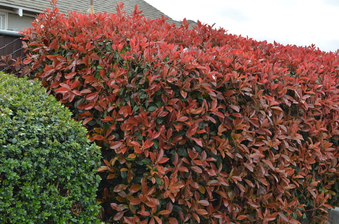 Red Tip Photinia - Photinia fraseri (Red Tip Photinia) from Betty's Azalea Ranch