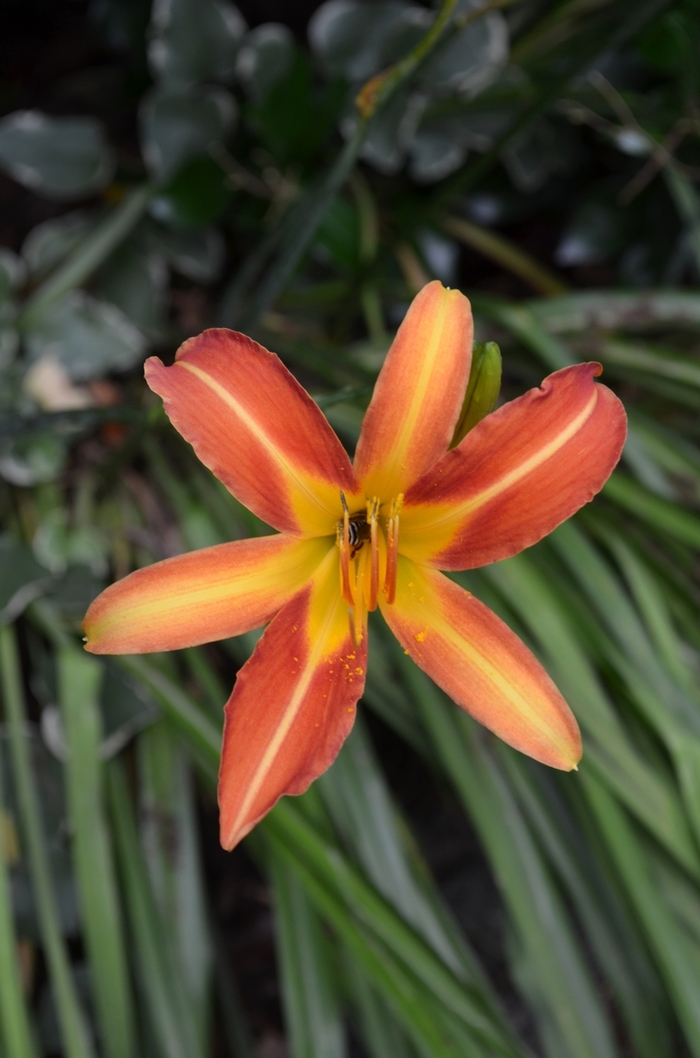 Orange Hybrid Daylily - Hemerocallis from Betty's Azalea Ranch