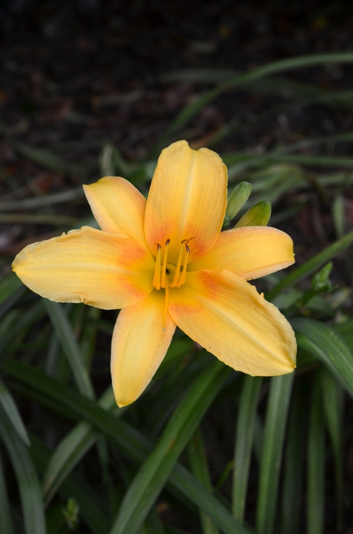 Yellow Hybrid Daylily - Hemerocallis from Betty's Azalea Ranch