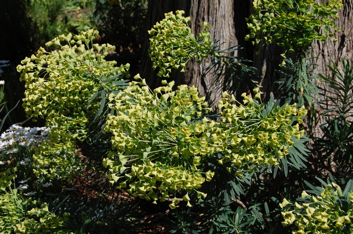 Spurge - Euphorbia 'Shorty' from Betty's Azalea Ranch