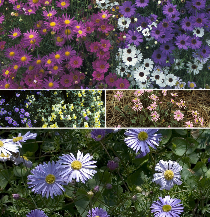 Brachyscome - Multiple Varieties from Betty's Azalea Ranch Brachyscome - Multiple Varieties from Betty's Azalea Ranch