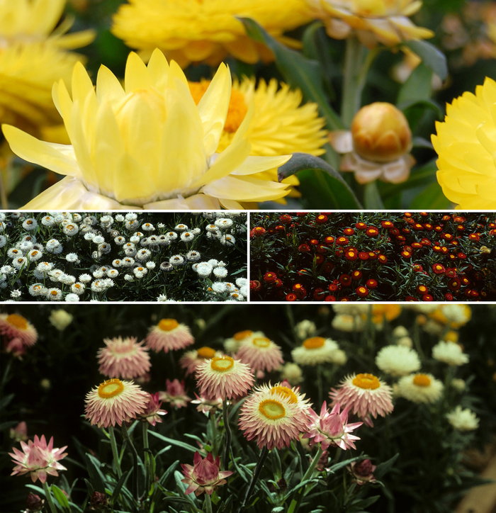 Multiple Varieties Strawflower - Bracteantha bracteata ''Multiple Varieties'' (Strawflower) from Betty's Azalea Ranch