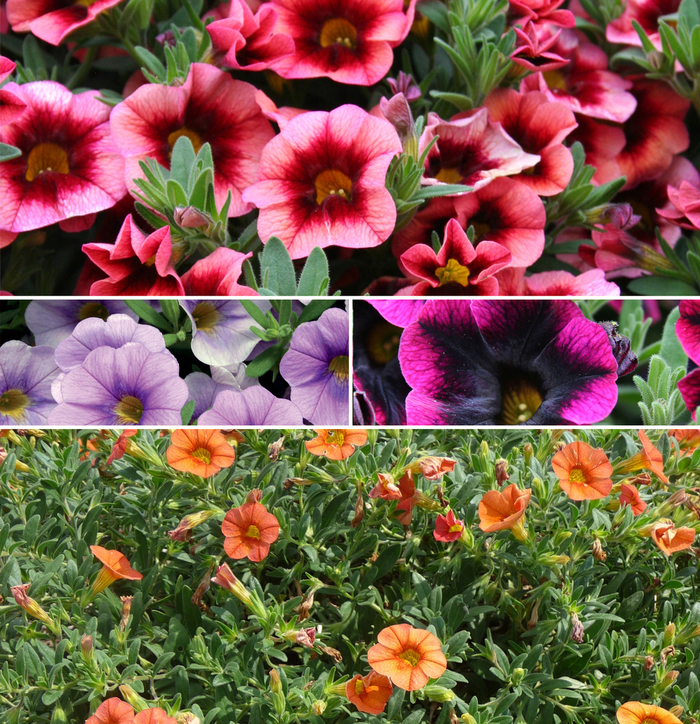 Superbells® Series - Calibrachoa - Million Bells from Betty's Azalea Ranch