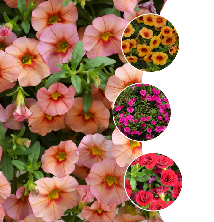 Calibrachoa - Million Bells - Minifamous™ Series from Betty's Azalea Ranch