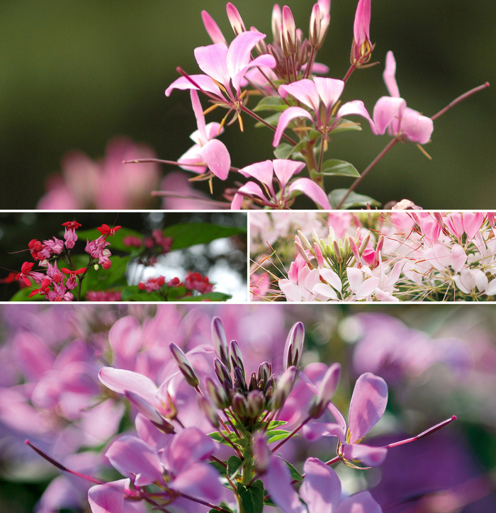 Cleome - Spider Flower - Multiple Varieties from Betty's Azalea Ranch