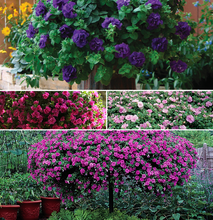 Petunia - Petunia (Petunia) from Betty's Azalea Ranch Petunia - Petunia (Petunia) from Betty's Azalea Ranch