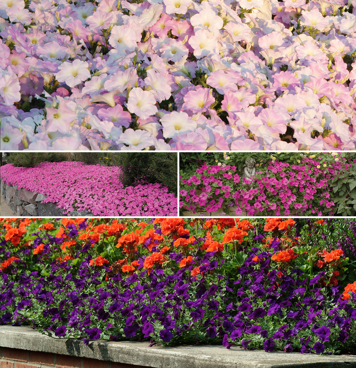 Wave® Series - Petunia from Betty's Azalea Ranch