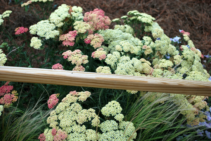 Yarrow - Achillea millefolium 'Apricot Delight' from Betty's Azalea Ranch