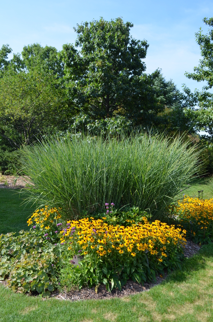 Cloud Nine Switch grass - Panicum virgatum ''Cloud Nine'' (Switch grass) from Betty's Azalea Ranch