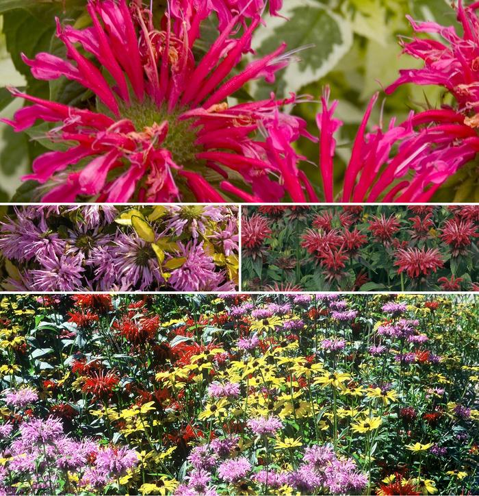 Multiple Varieties Bee Balm - Monarda ''Multiple Varieties'' (Bee Balm) from Betty's Azalea Ranch