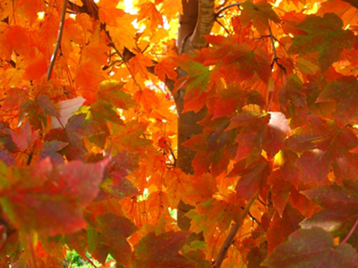 October Glory Maple - Acer rubrum 'October Glory' from Betty's Azalea Ranch
