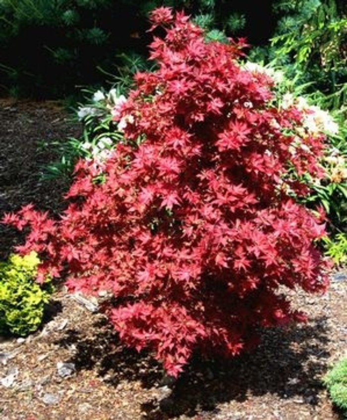 Ruby Stars (Beni Hoshi) Japanese Maple - Acer palmatum ''Ruby Stars (Beni Hoshi)'' (Japanese Maple) from Betty's Azalea Ranch