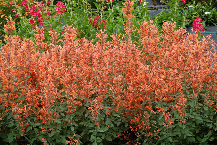 Dwarf hummingbird mint - Agastache 'Kudos™ Madarin' from Betty's Azalea Ranch