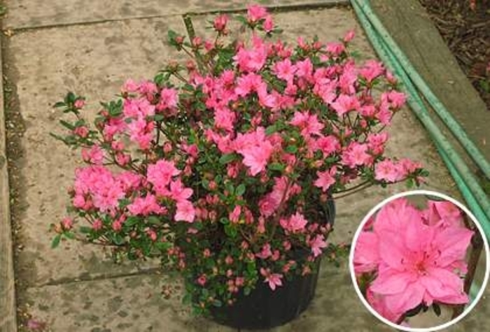 'Tradition' Azalea - Rhododendron Kurume hybrid from Betty's Azalea Ranch 'Tradition' Azalea - Rhododendron Kurume hybrid from Betty's Azalea Ranch