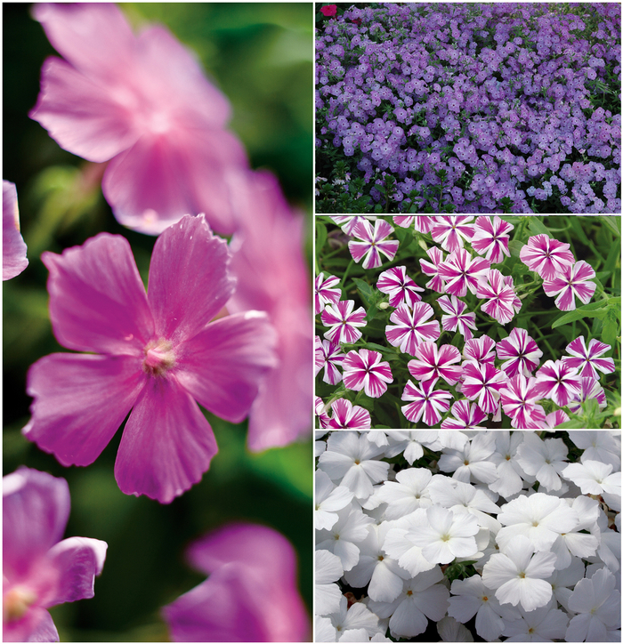 Intensia® Series - Phlox ''Series'' PPAF (Phlox) from Betty's Azalea Ranch