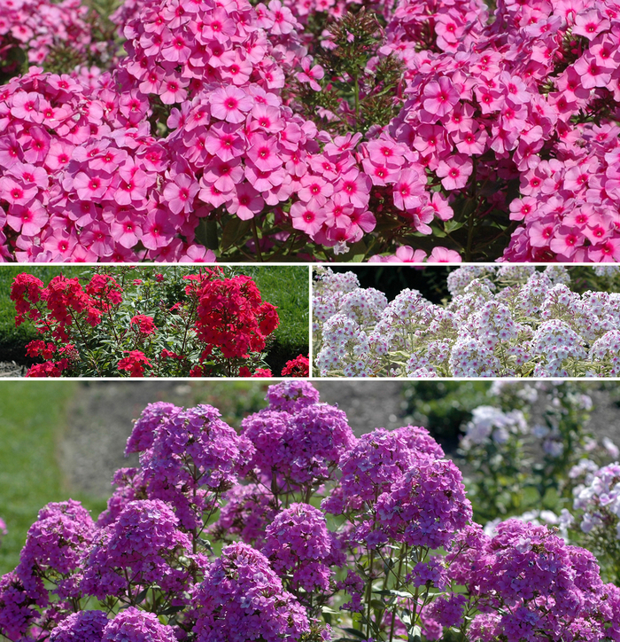 Assorted Garden Phlox - Phlox paniculata (Assorted Garden Phlox) from Betty's Azalea Ranch