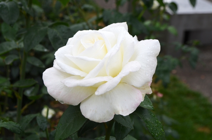 'Sugar Moon' Rose - Rosa from Betty's Azalea Ranch 'Sugar Moon' Rose - Rosa from Betty's Azalea Ranch